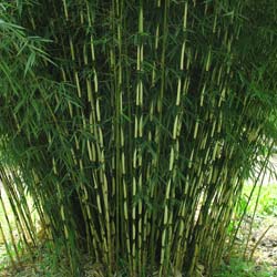 Bambou Fargesia robusta Campbell